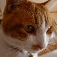 Sakura Shop manager of Lynx